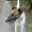 Avatar de FOXTERRIER