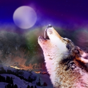 Avatar de L Kore