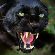 Avatar de Pantera Negra