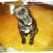 Avatar de Yenka