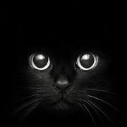 Avatar de Panther
