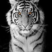 Avatar de Linneth21