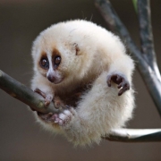 Avatar de koala mc