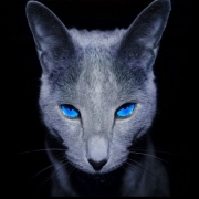 Avatar de Elyo