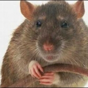 Avatar de Mortimer the rata