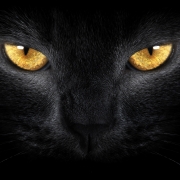 Avatar de Semper