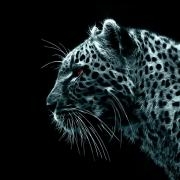 Avatar de JaviDS