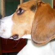 Avatar de Gido