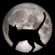 Avatar de BlackPanther