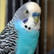 Avatar de BlueBird
