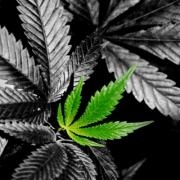 Avatar de koke_weed