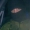 Perfil de panysatyva