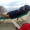 Perfil de Jajonix