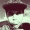 Perfil de giis mc