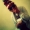 Perfil de dEnIAL