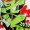 Perfil de Rocko_RLS