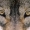 Perfil de Licaon