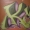 Perfil de kraws