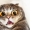 Perfil de ThatCat