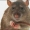 Perfil de Mortimer the rata