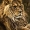 Avatar de lioncare13