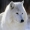 Perfil de AlexWholf