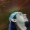 Perfil de mulzit11