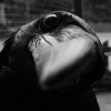 Perfil de dbelioprod