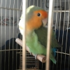 Perfil de Nahr