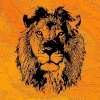 Perfil de NiNg