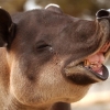 Perfil de Mad Tapir