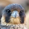 Perfil de Falco Adem