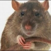 Perfil de Mortimer the rata