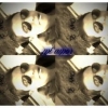 Perfil de guazon