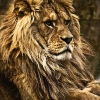 Perfil de care