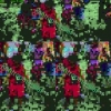 Perfil de Kentroomersial