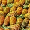 Perfil de ROQUE OSODIA