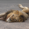 Dormido está el león