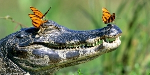 Alligator